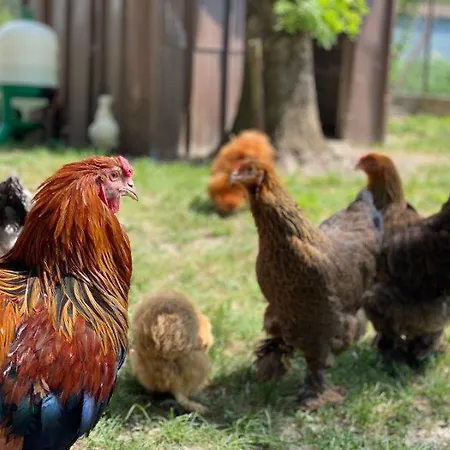 Casa de Férias Du Lapin Bleu *