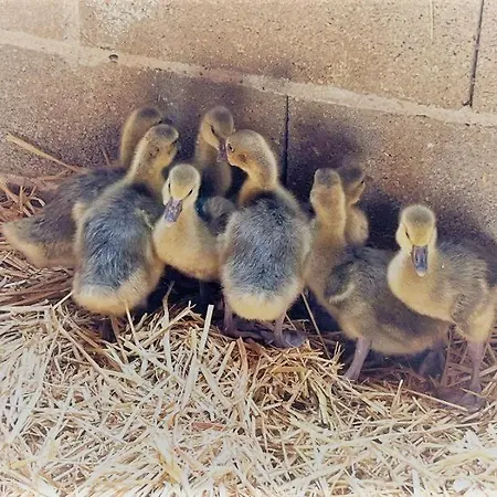 Casa de Férias Du Lapin Bleu *